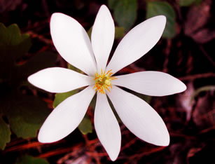 Sanguinaria 1773